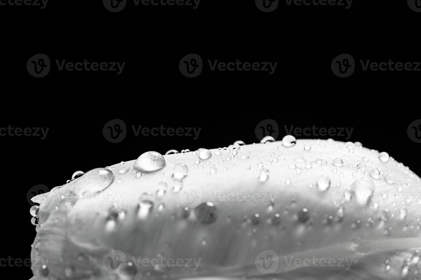 Fresh white tulip with water drops close-up on black background. photo