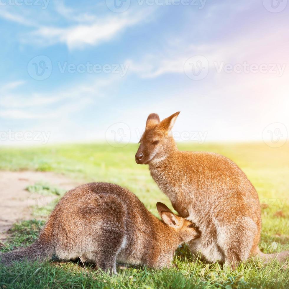 Kangaroo feeding, suckling. Australia. photo