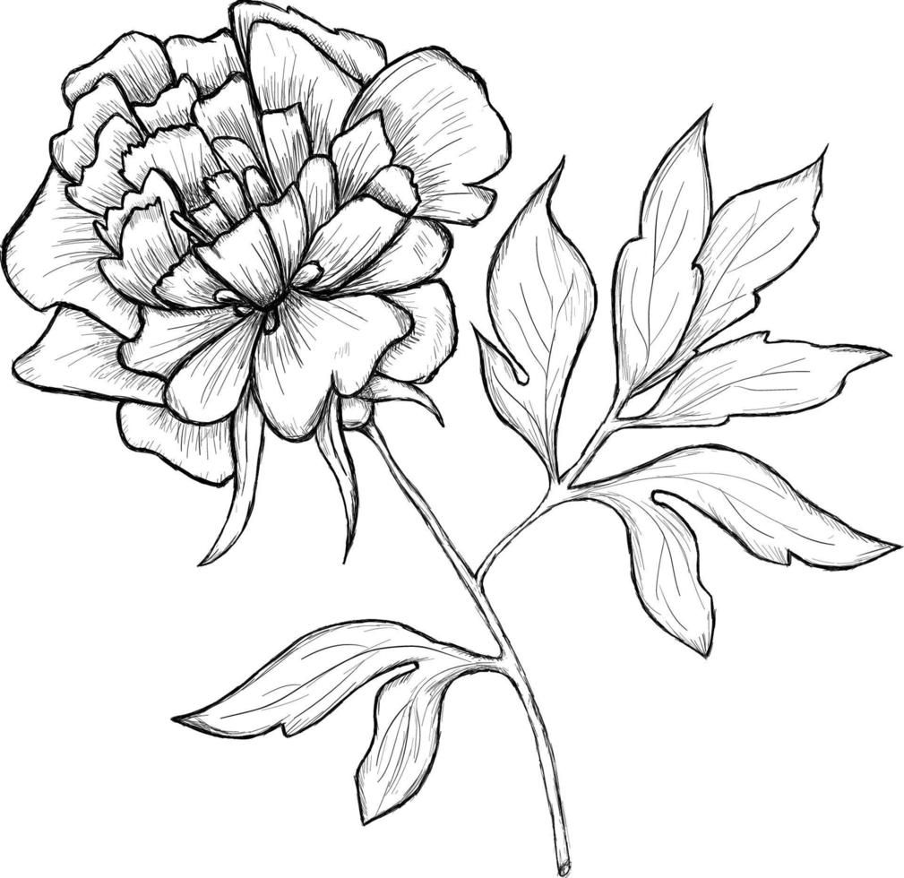 hand drawn flower sketch vector