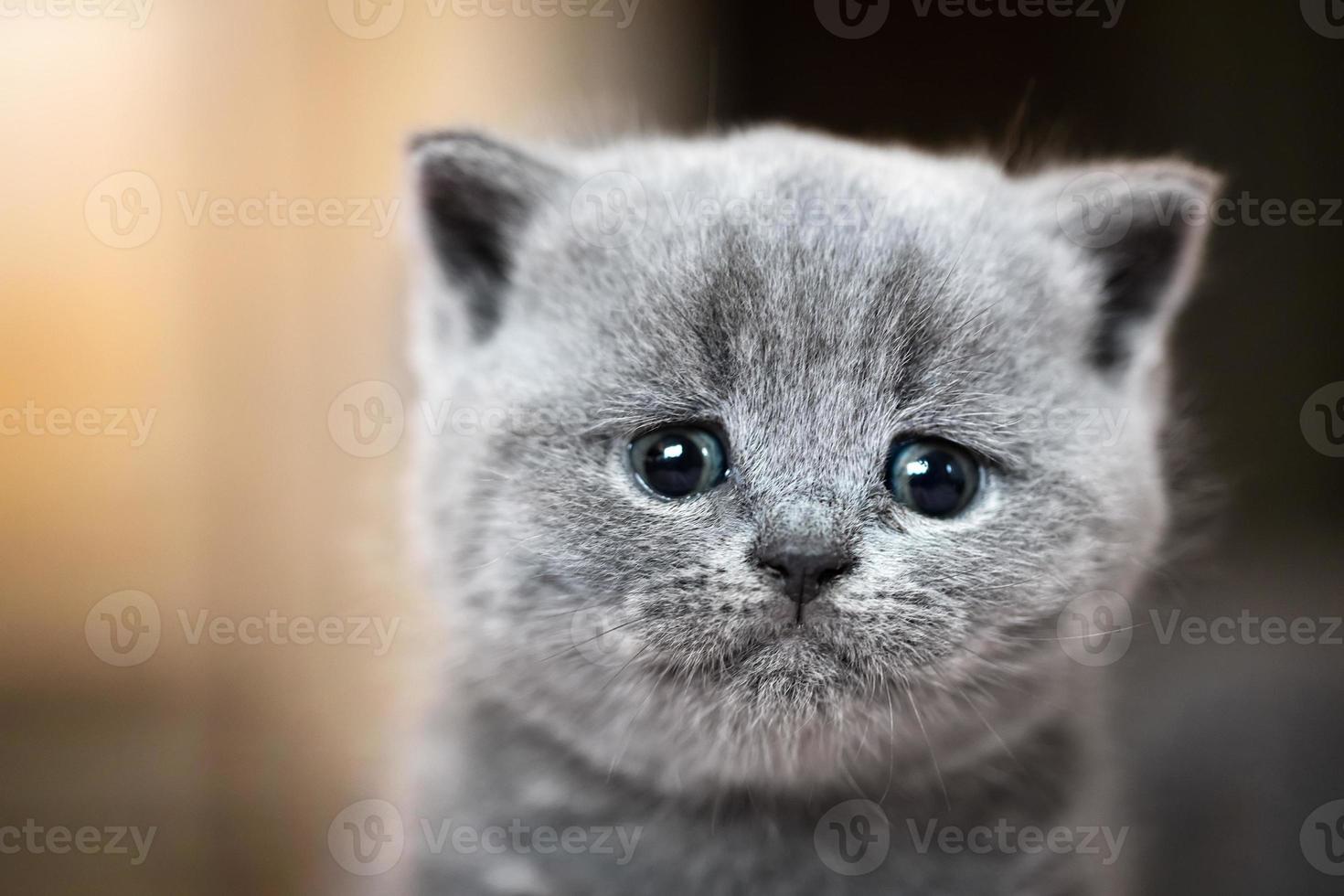 Cute kitten portrait. British Shorthair cat photo