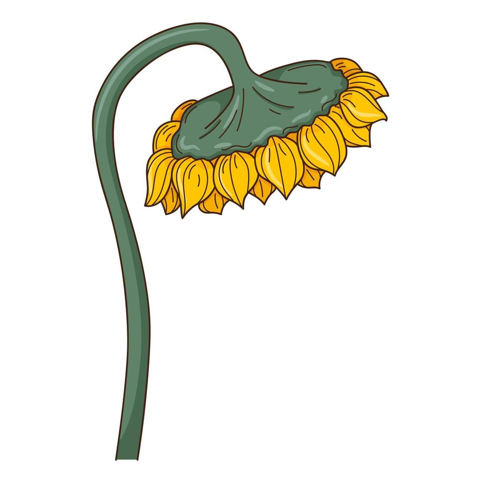 Sunflower on the stem. Mature sunflower. A symbol of autumn, harvest. Design element with outline. Doodle, hand-drawn. Flat design. Color vector illustration. Isolated on a white background.