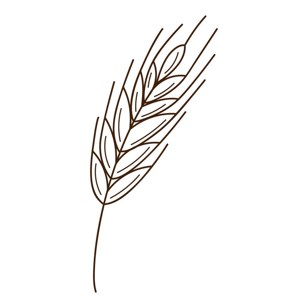 wheat, rye spikelet. A symbol of autumn, harvest. Design element with outline. Doodle, hand-drawn. Flat design. Black white vector illustration. Isolated on a white background.
