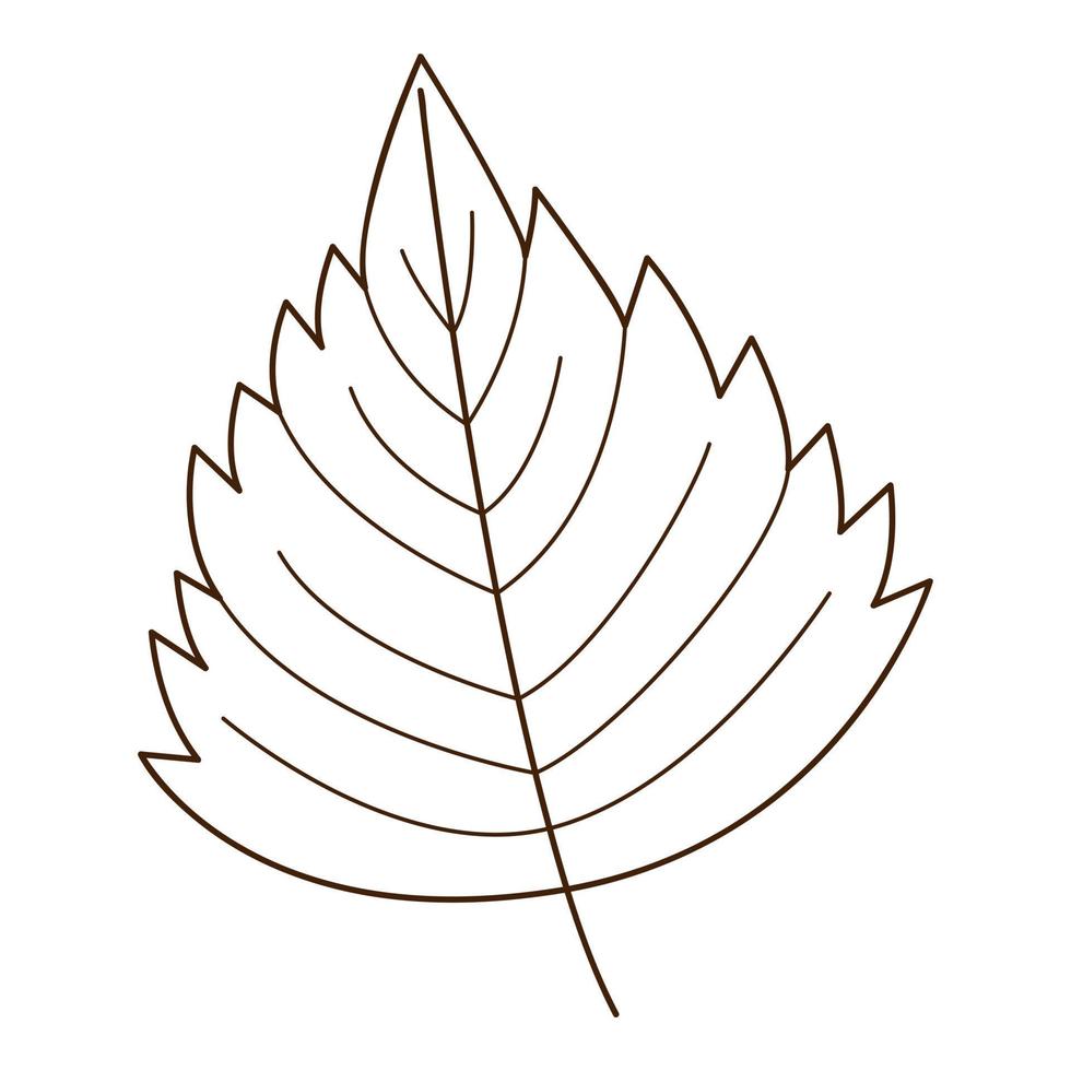 birch leaf. Botanical, plant design element with outline. Time of summer, autumn. Doodle, hand-drawn. Flat design. Black white vector illustration. Isolated on a white background.