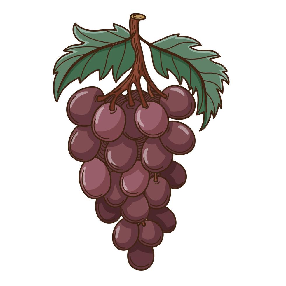 a bunch of grapes with leaves. The symbol of the harvest. Autumn theme. Design element with outline. Doodle, hand-drawn. Flat design. Color vector illustration. Isolated on a white background.