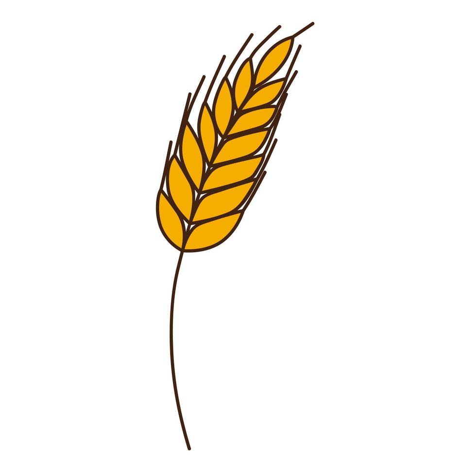 Yellow wheat, rye spikelet. A symbol of autumn, harvest. Design element with outline. Doodle, hand-drawn. Flat design. Color vector illustration. Isolated on a white background.