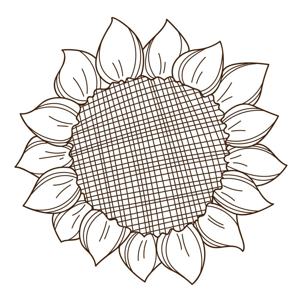 Sunflower top view. Mature sunflower. A symbol of autumn, harvest. Design element with outline. Doodle, hand-drawn. Black white vector illustration. Isolated on a white background