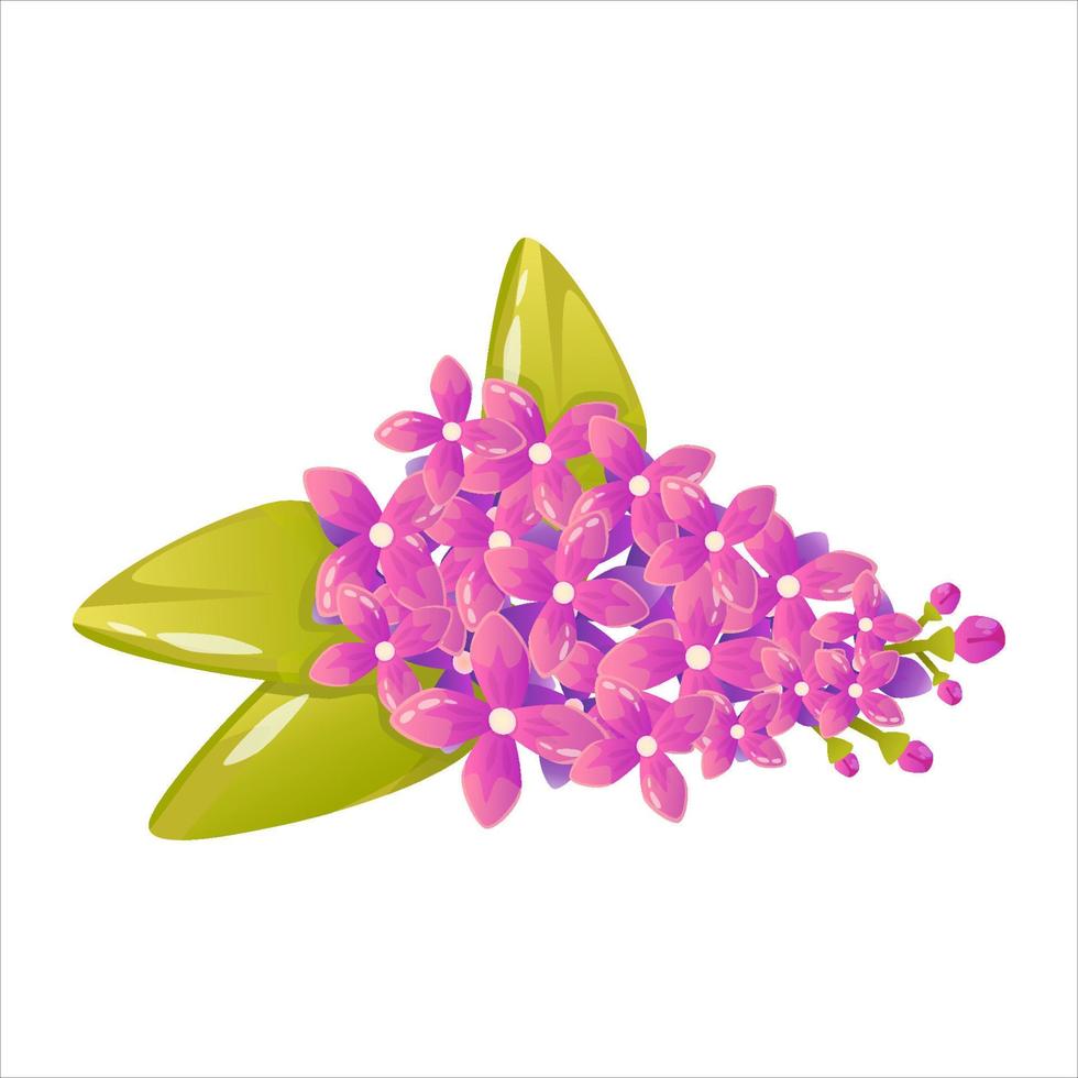 Lavender, lilac flower in bunch with leaves isolated on white background. Violet beautiful flower for decoration. Vector cartoon illustration. Abstract blossom, bloom
