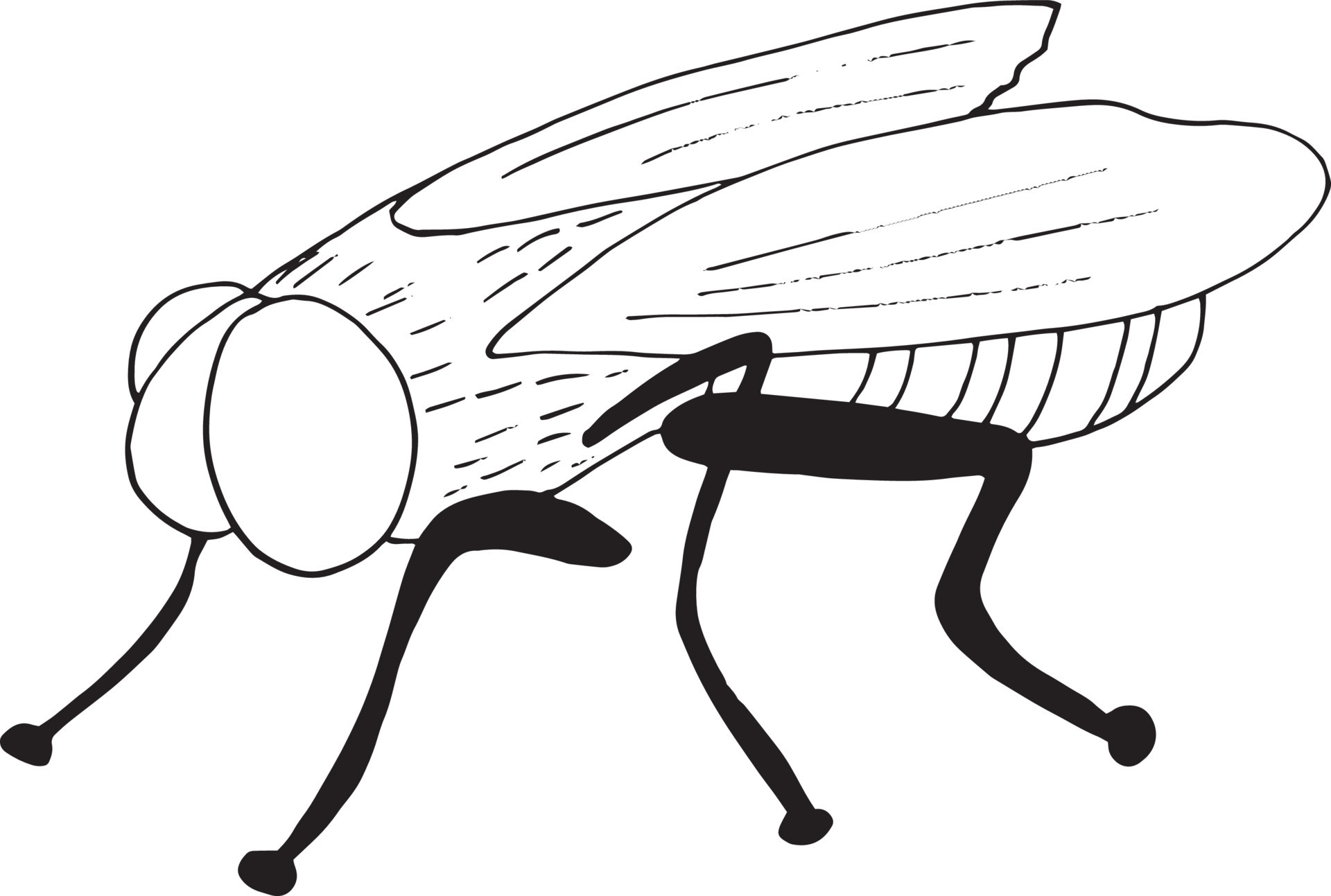 How to Draw a House Fly