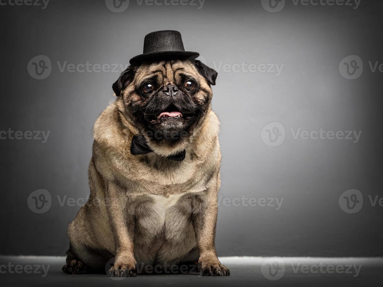 señor perro pug en un cilindro y corbatín. foto