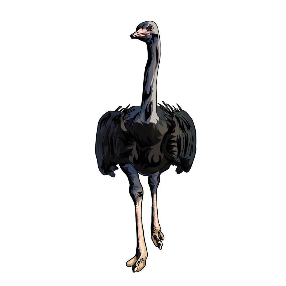 common ostrich Vector white background