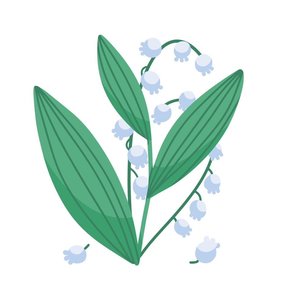 Lily of the valley, Isolated Convallaria sprong flower, muguet. Botanical hand drawn flat vector illustration for design package green cosmetic, greeting card
