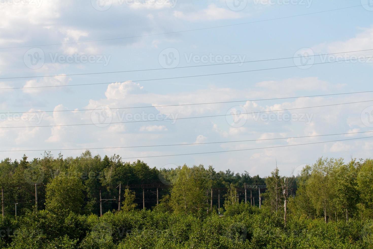 bosque en verano, rusia foto