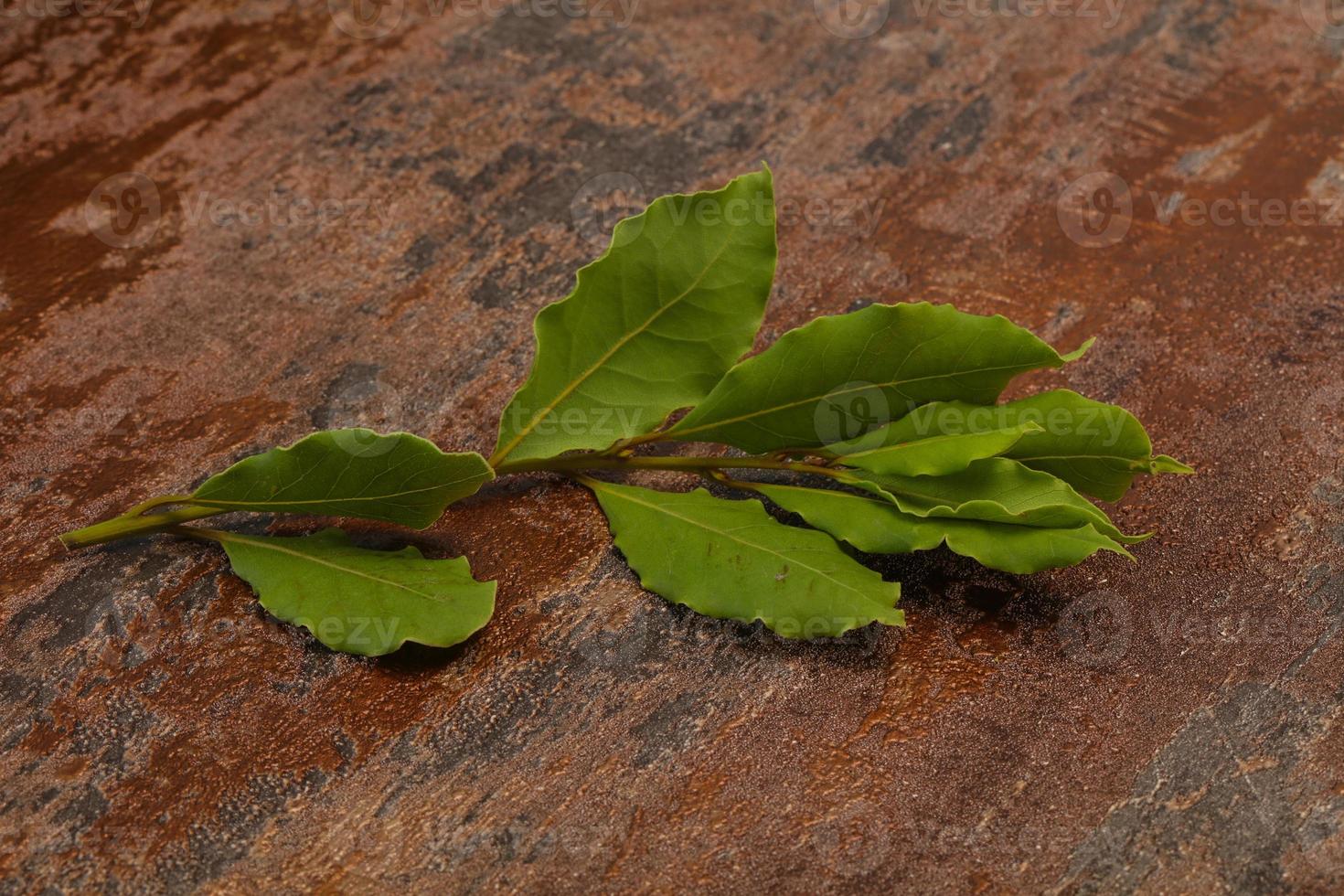 Green laurel leaves on the branch photo