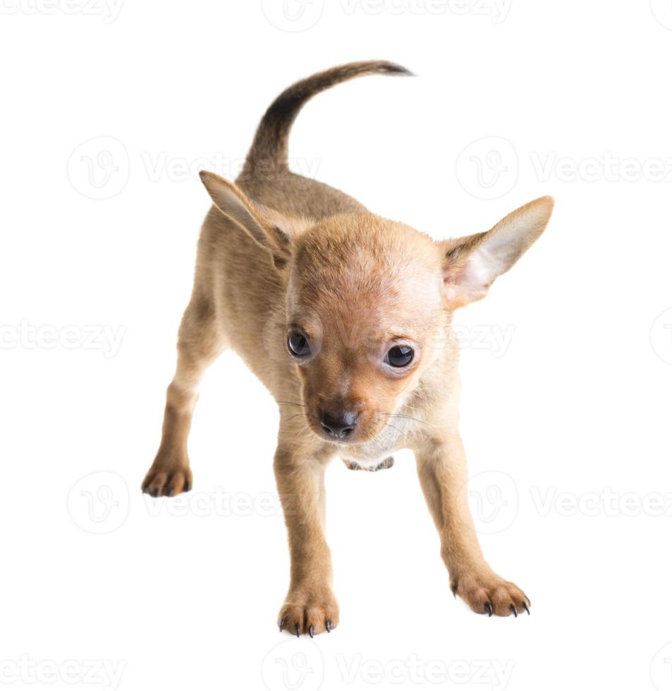 short haired chihuahua puppy in front of a white background photo