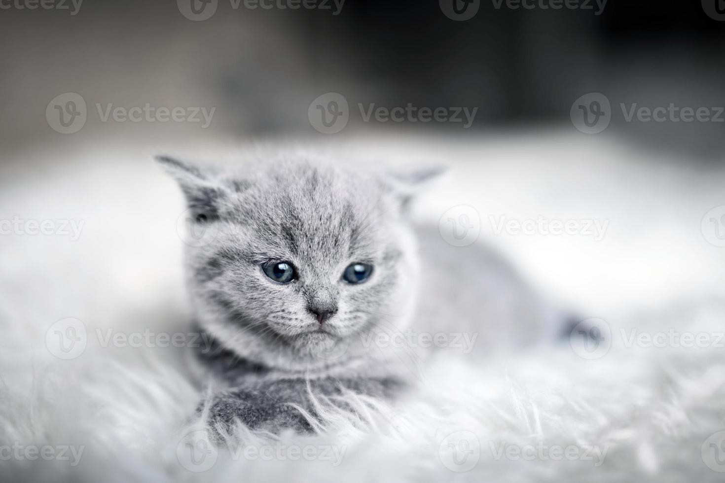 gato bebé necesitado acostado. foto