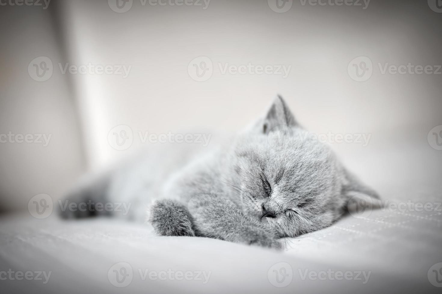 Lazy fluffy kitten sleeping. photo