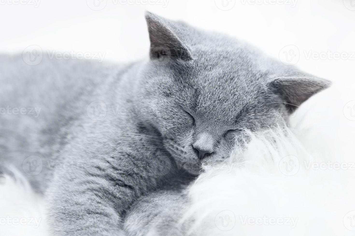 Young cute cat resting on white fur photo