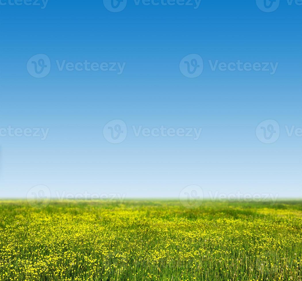 Green grass and blue sky photo
