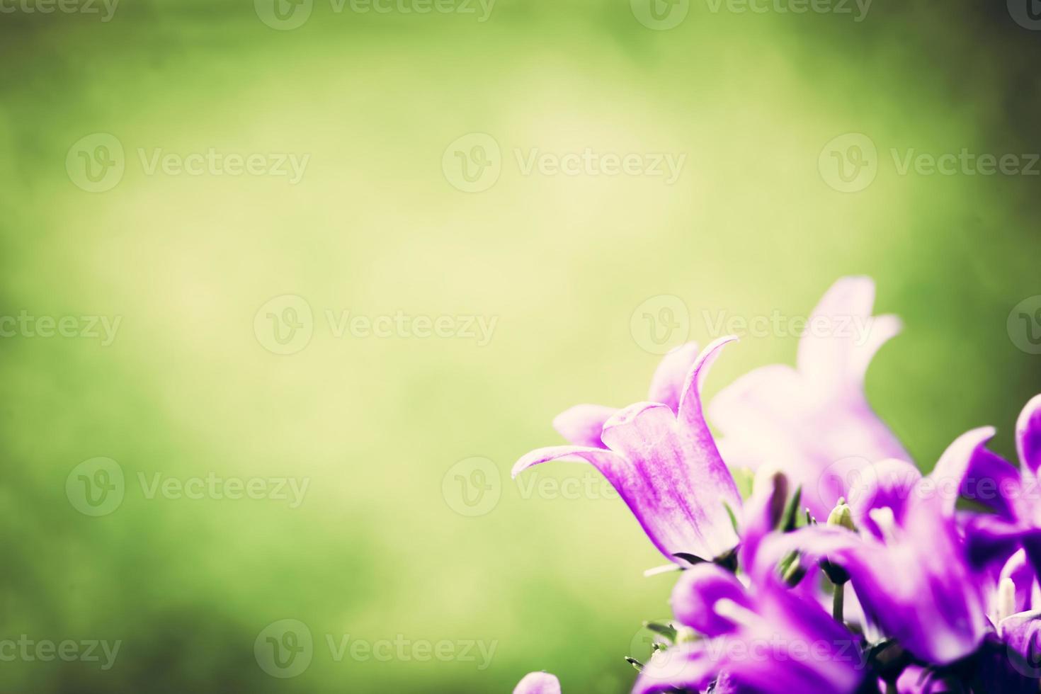 Fresh flower close-up on grass natural background. photo