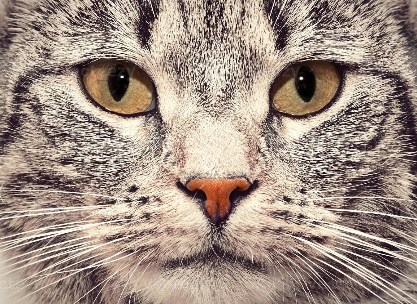 Cat face close up portrait photo