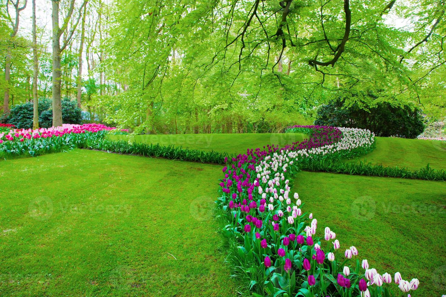 Colorful tulip flowers in spring photo