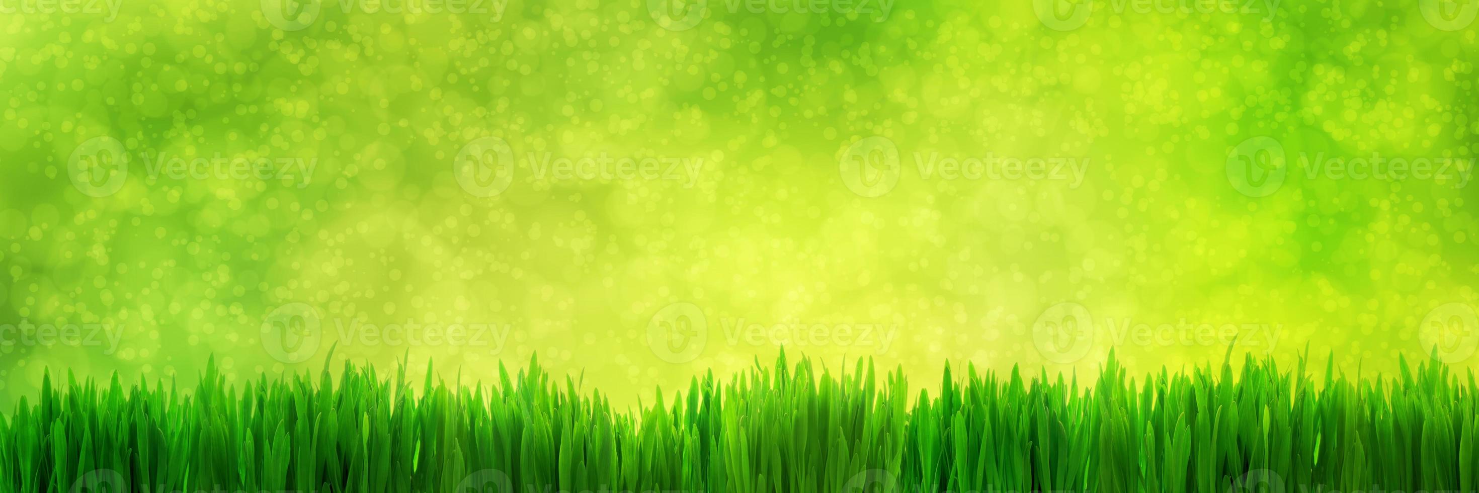 Fresh green grass panorama on natural blur nature background photo