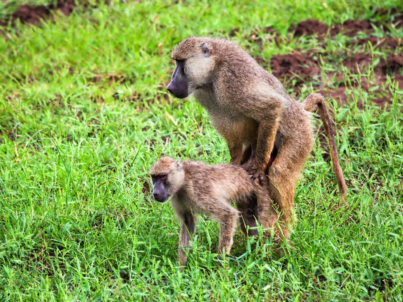 Baboon monkey copulation. Safari in Tsavo West, Kenya, Africa photo