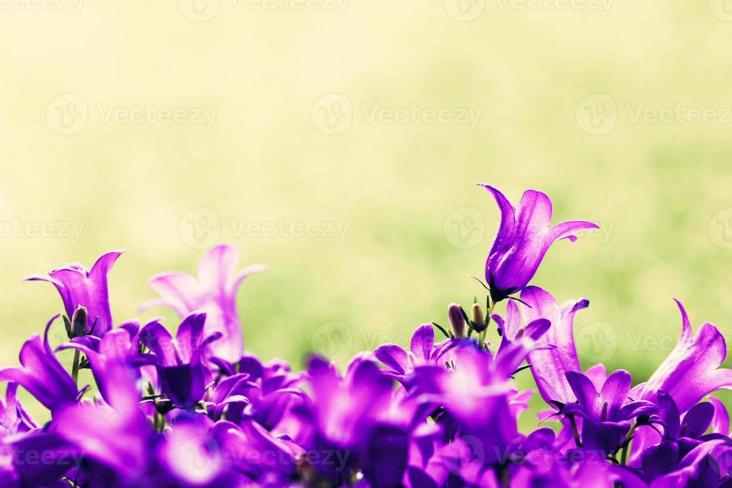 Fresh flowers close-up on grass natural background. photo