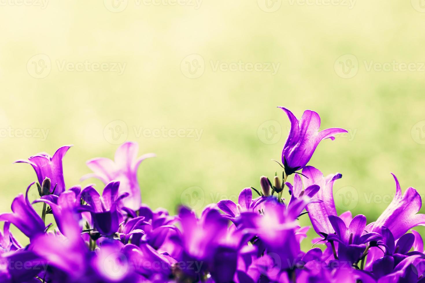 Fresh flowers close-up on grass natural background. photo