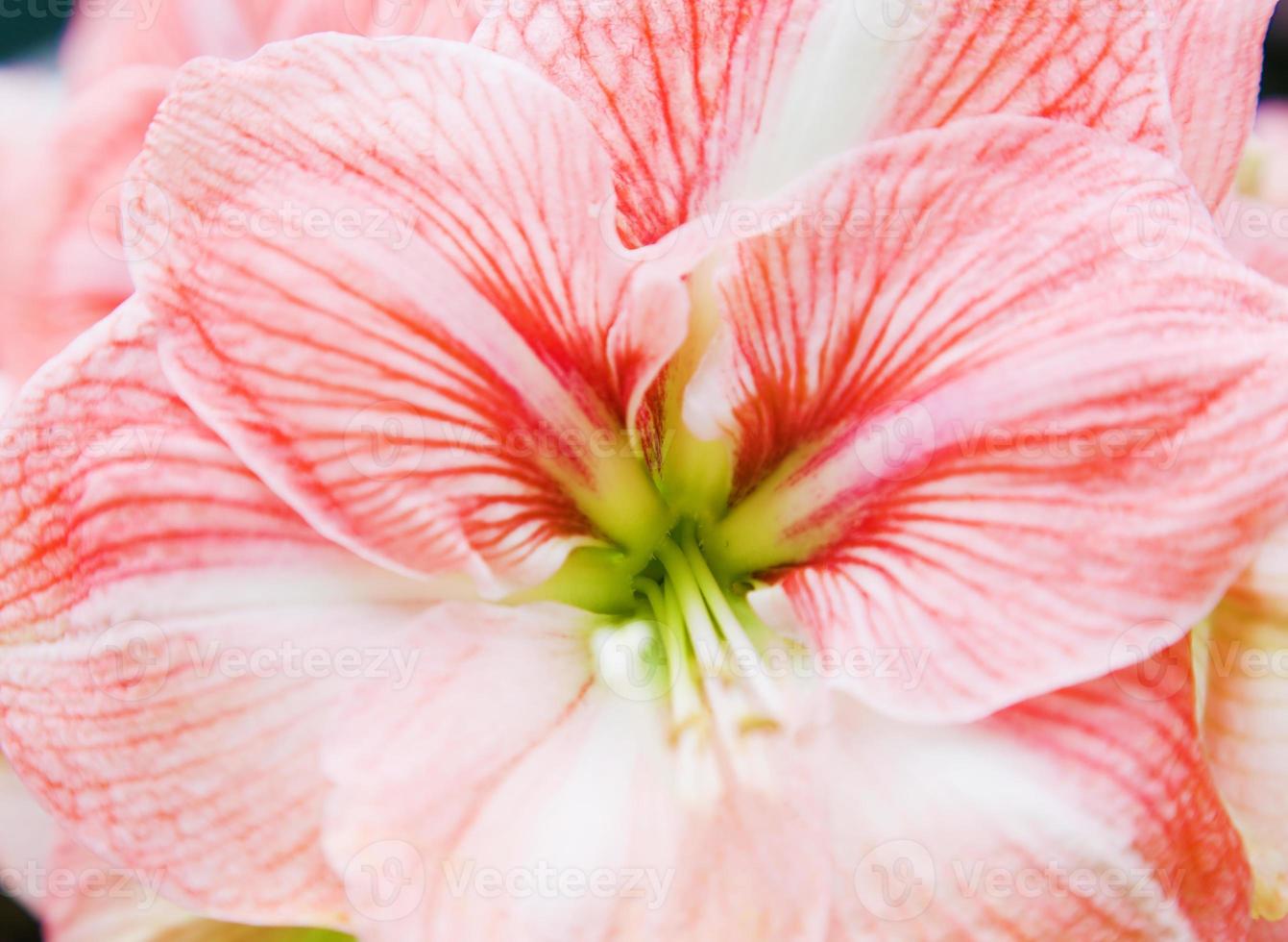Colorful tulip flowers in spring photo