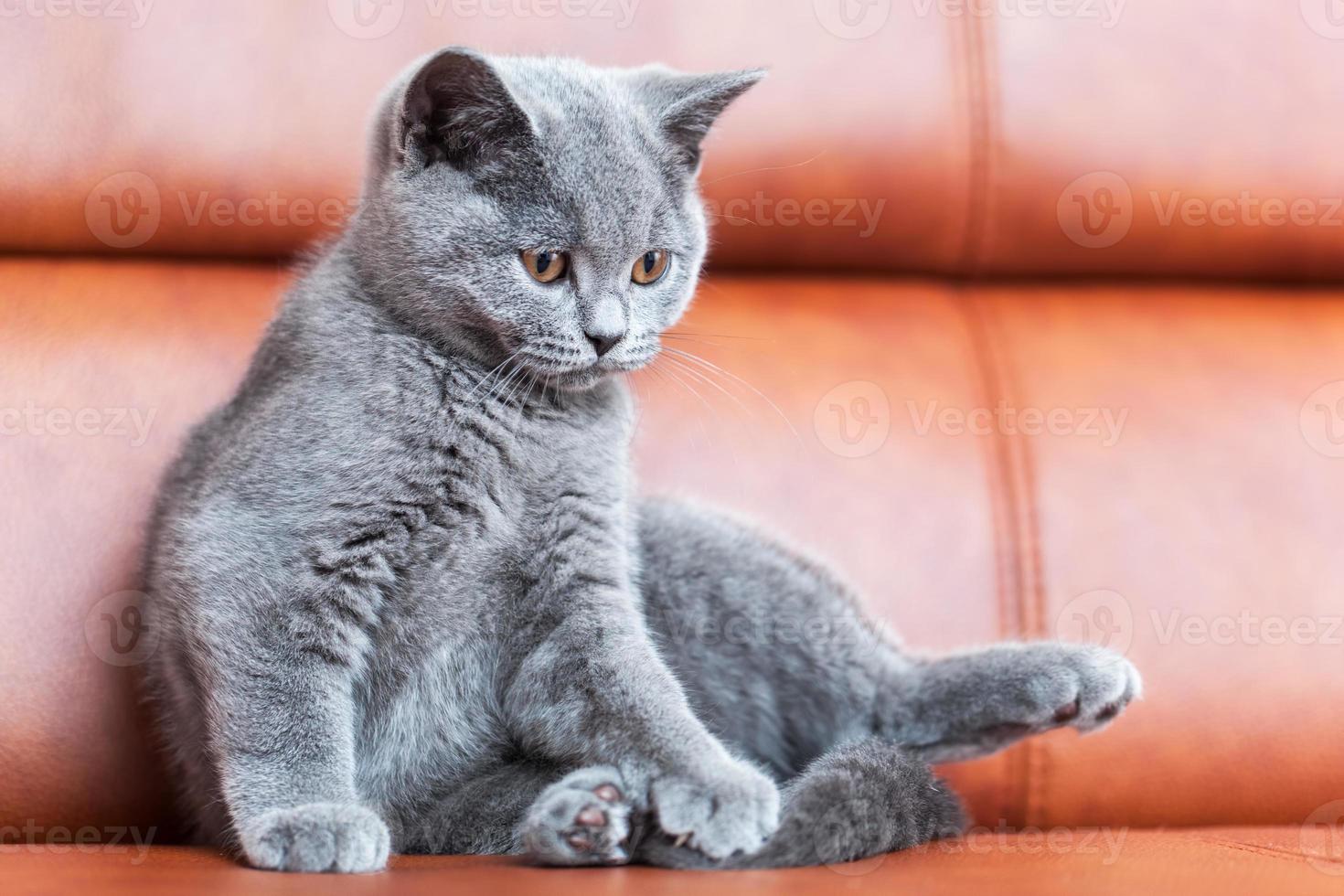 lindo gato joven descansando en un sofá de cuero. el gatito británico de pelo corto con pelaje gris azulado foto