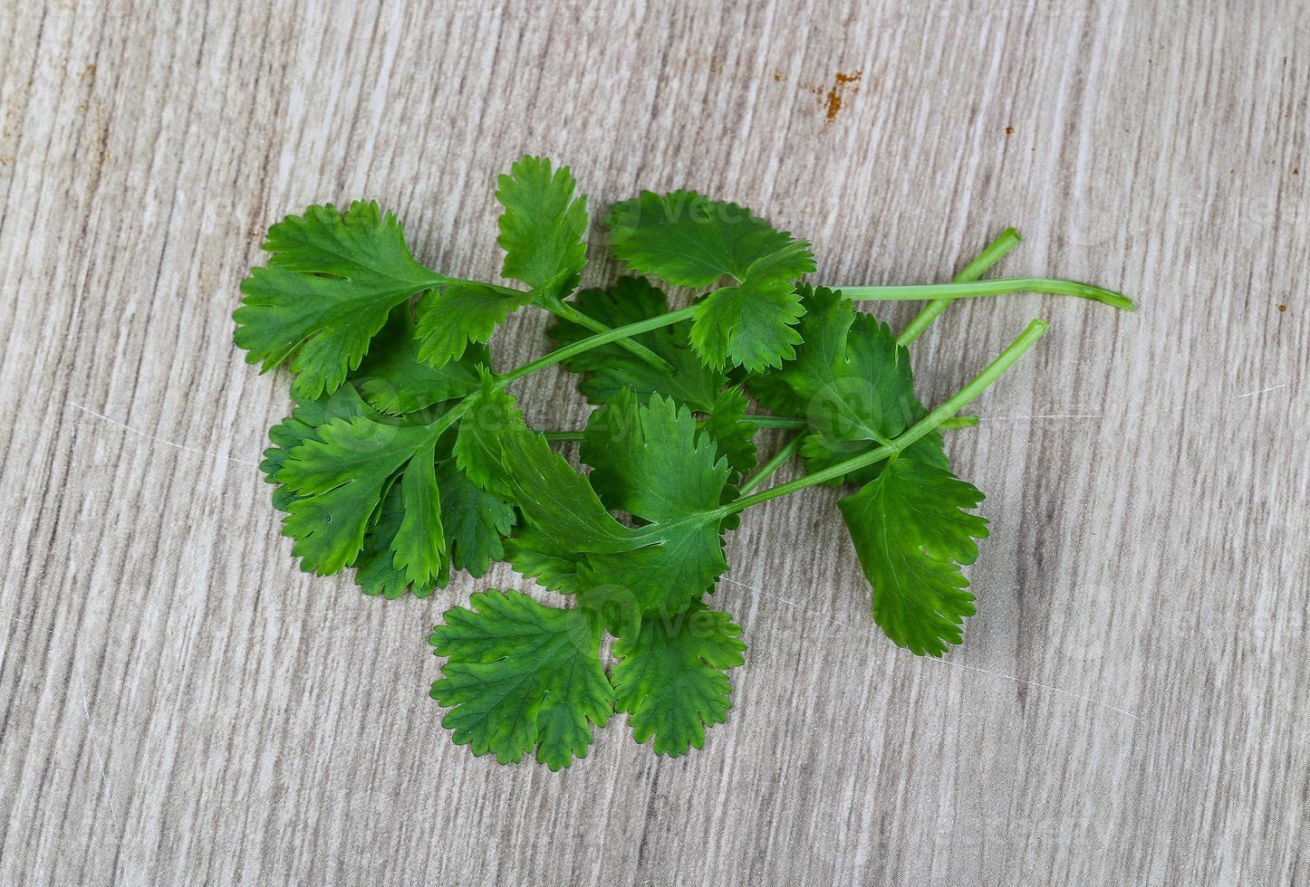 Green coriander leaves photo