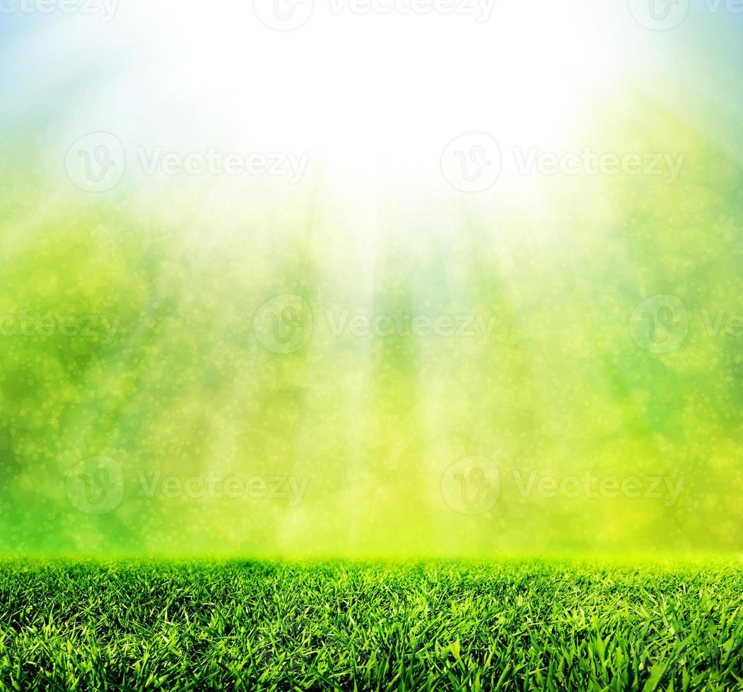 Green spring grass against natural nature blur. Sunny morning light photo