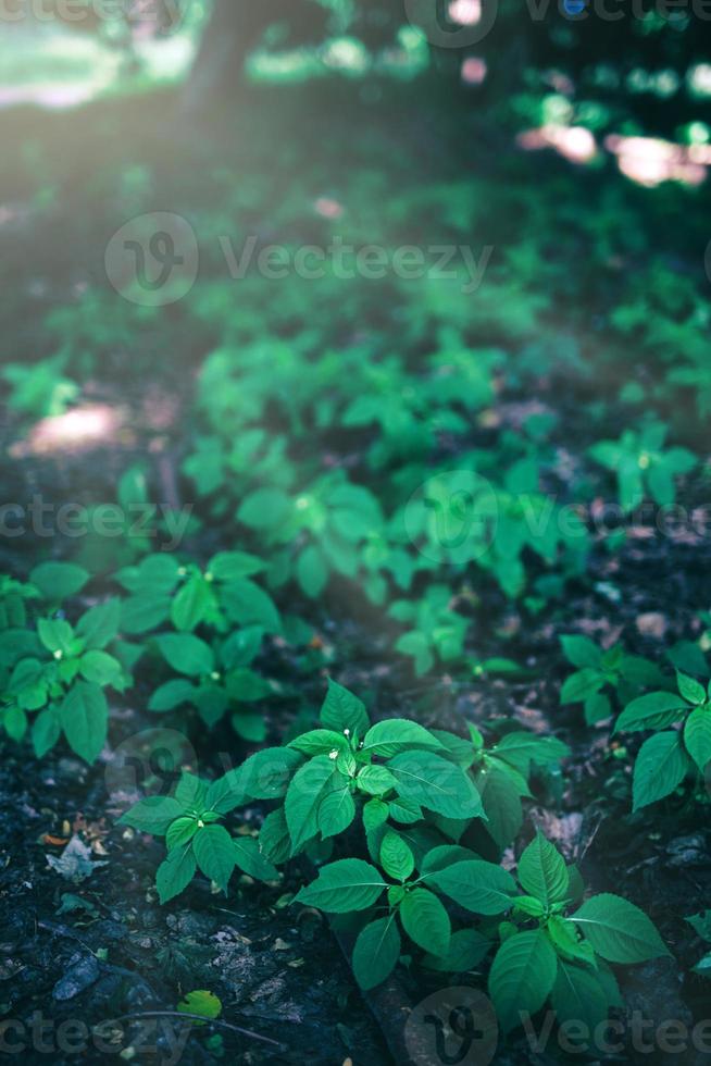 Multiple little green plants growing in the forest photo
