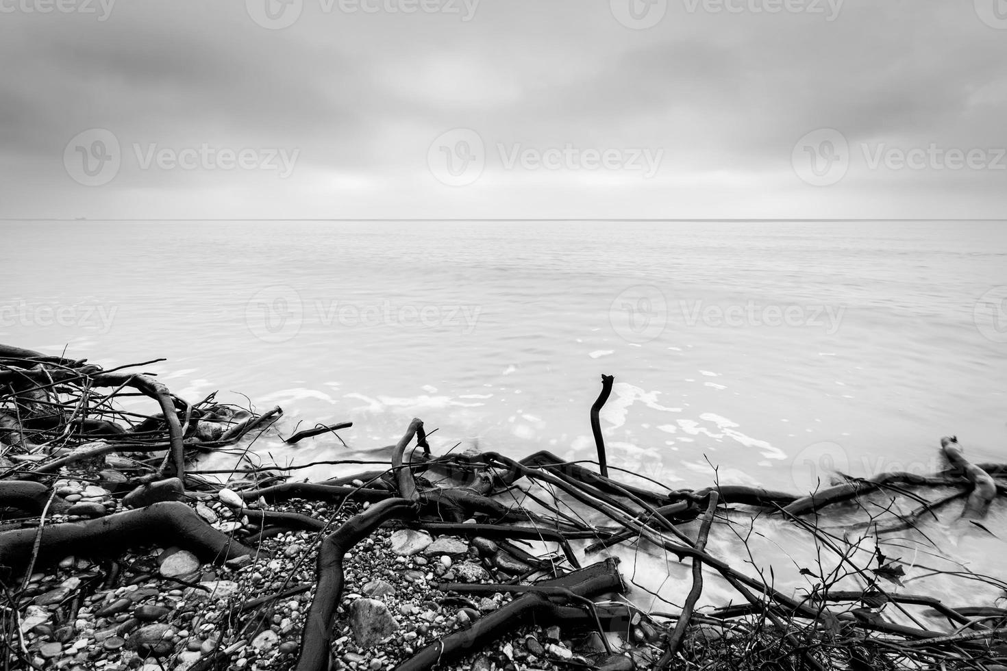 Broken tree branches on the beach after storm. Sea black and white photo