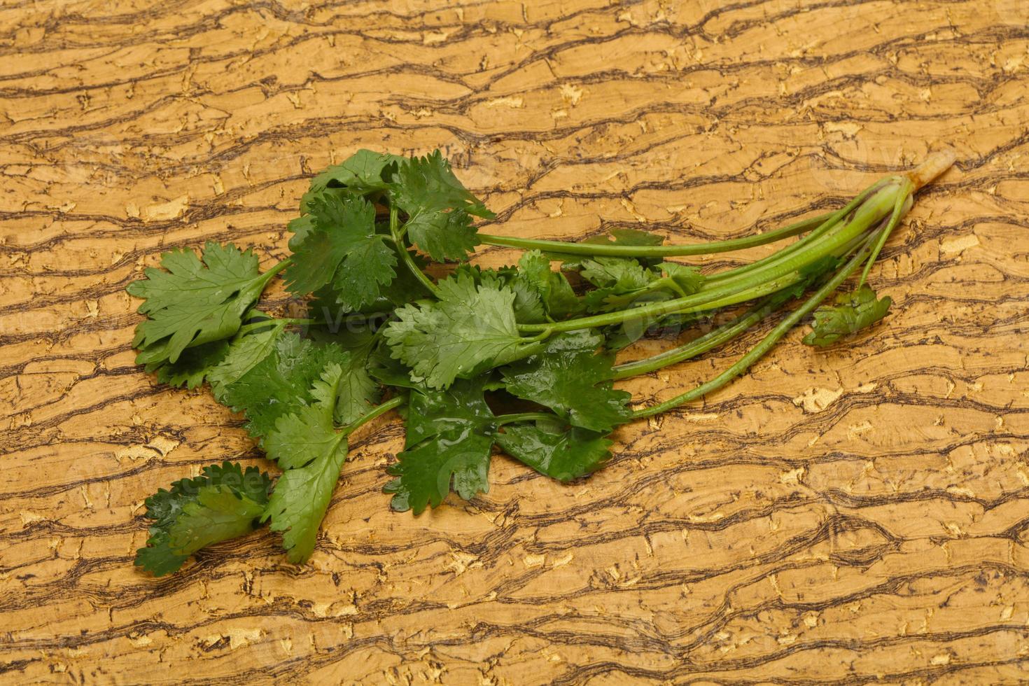 Fresh ripe  Green cilantro leaves photo