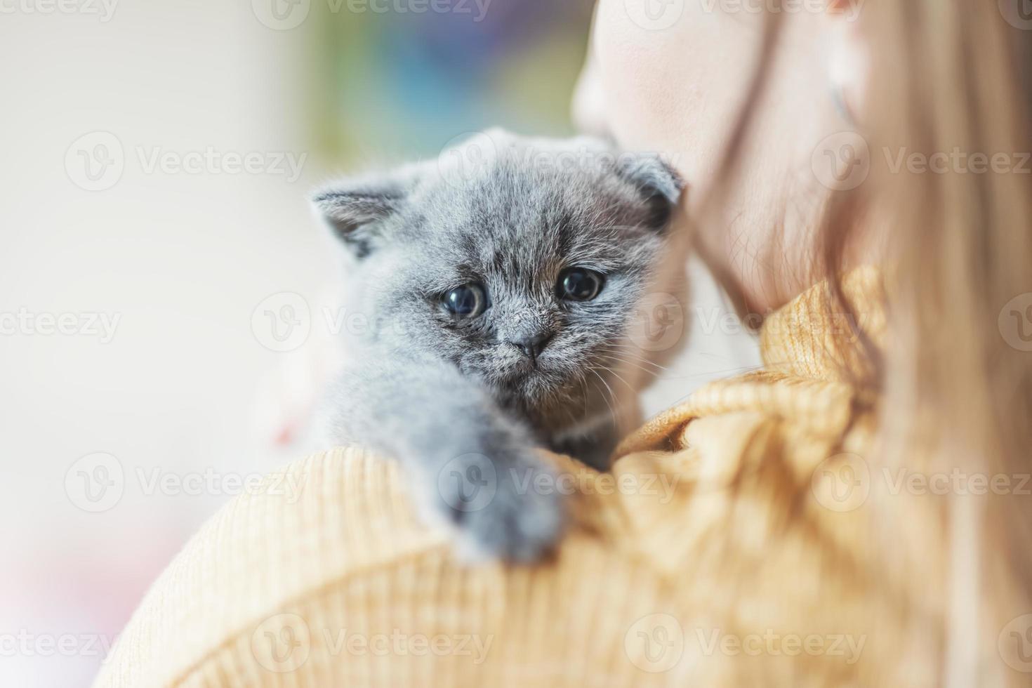 Gatito triste tendido en el hombro de la mujer. foto