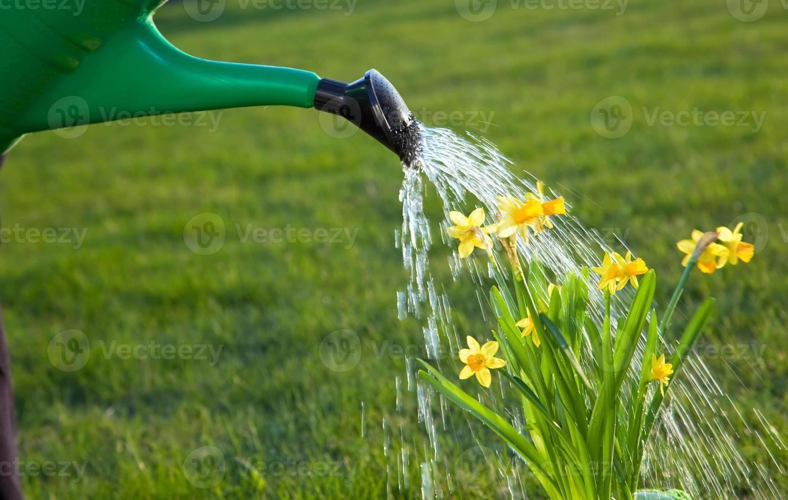 Watering the flowers photo