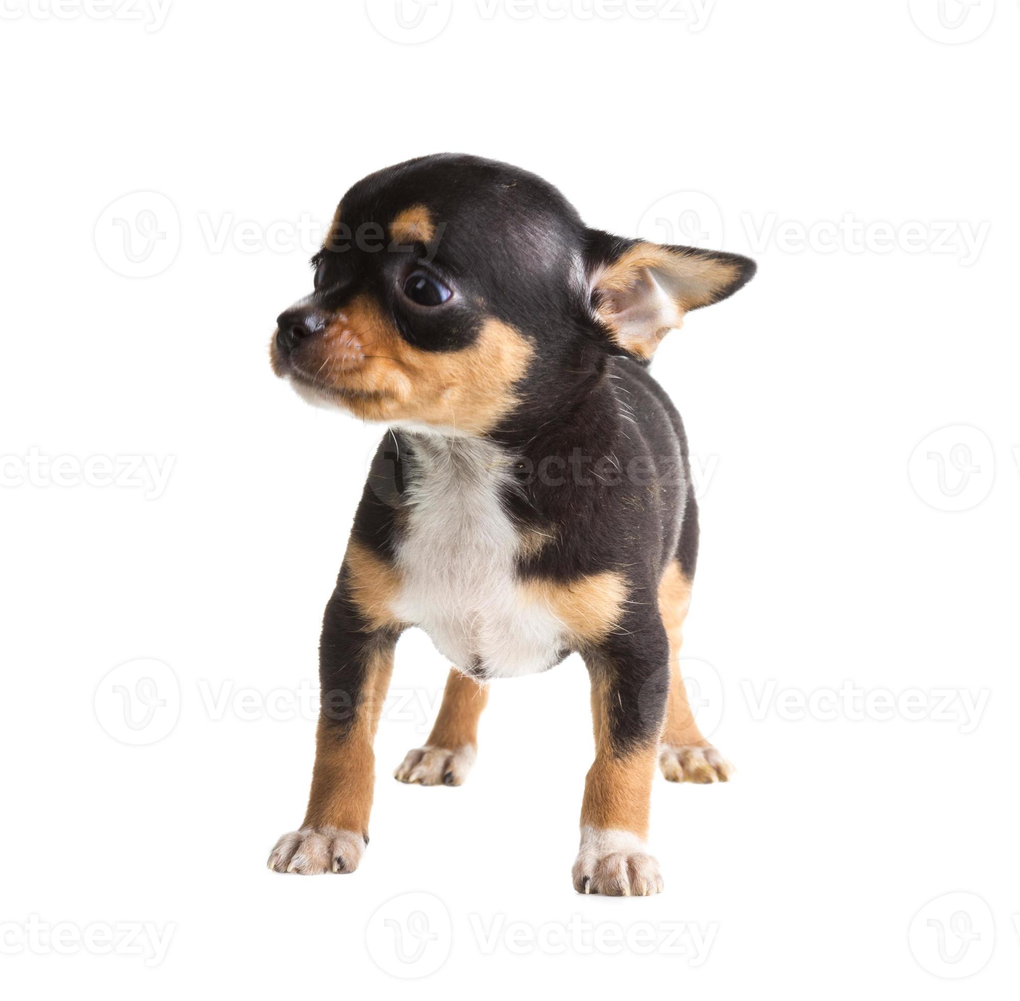 short haired chihuahua puppy in front of a white background 7843950