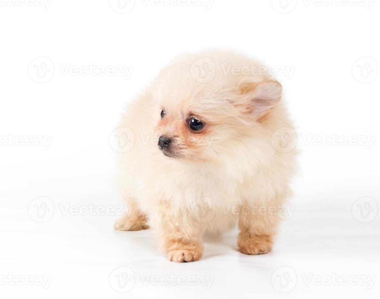 Cachorro pomeranian spitz sobre un fondo blanco. foto