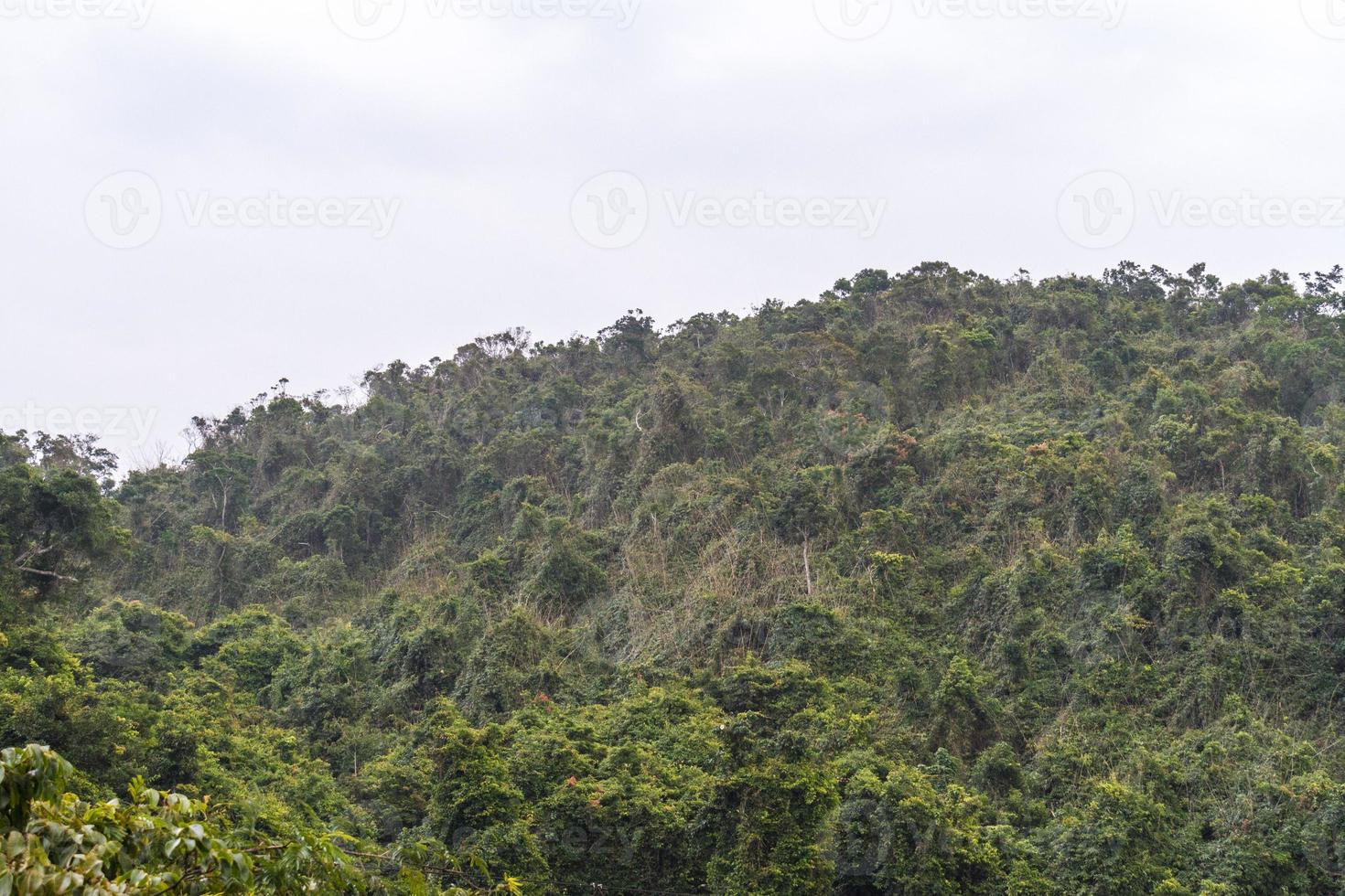 Chinese jungle, island of Hainan photo