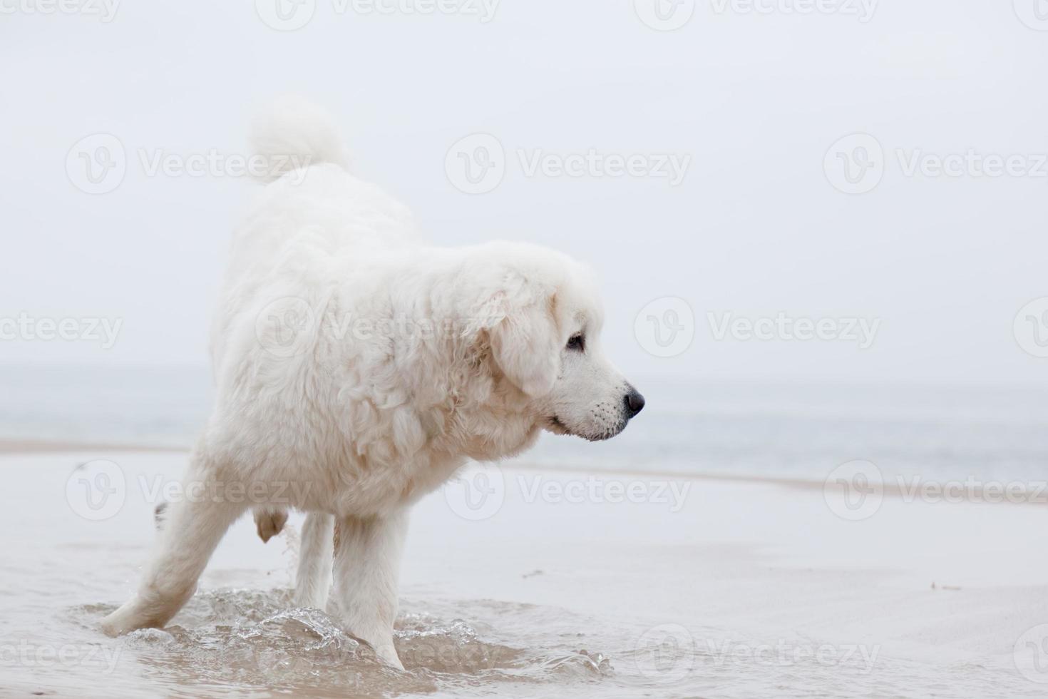 Cute white dog playing on the beach. Polish Tatra Sheepdog photo