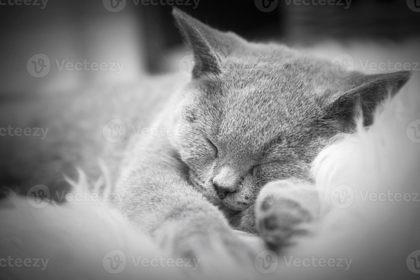 Young cute cat resting on white fur photo