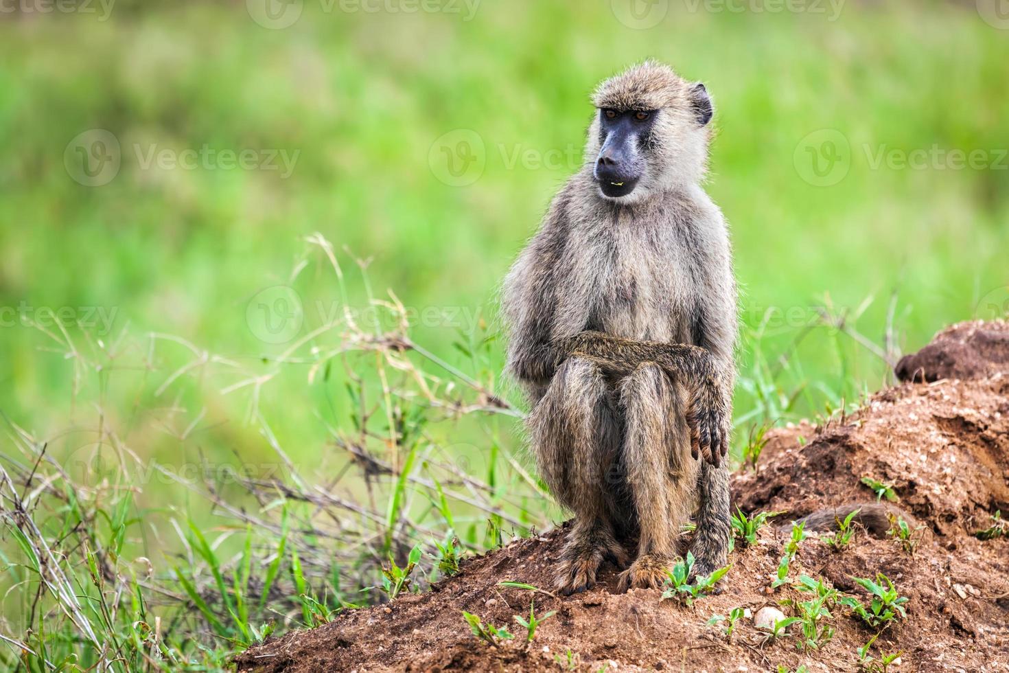 mono babuino en arbusto africano. safari en tsavo oeste, kenia foto
