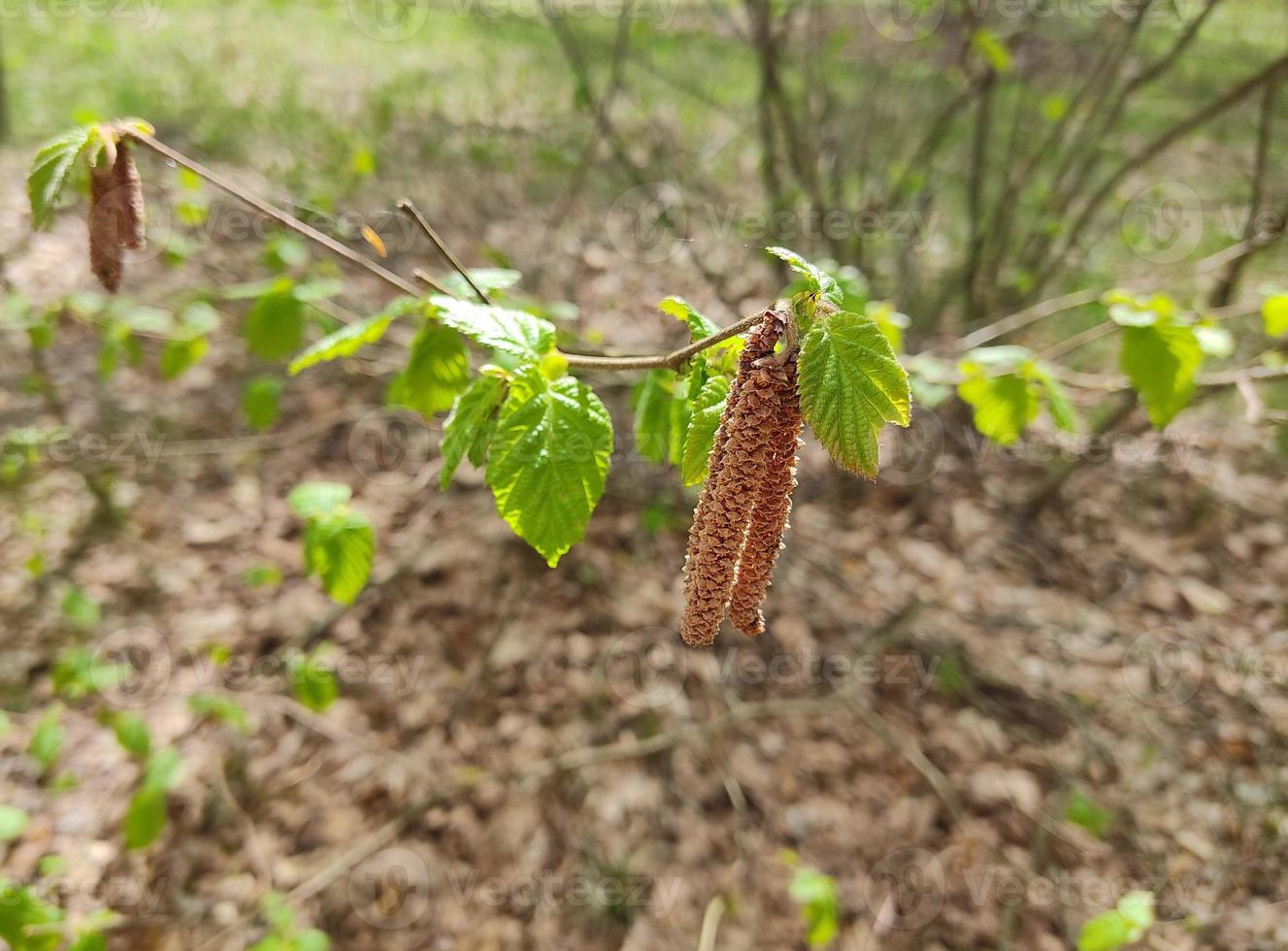 primer plano de amentos de abedul cereza. flor de abedul en primavera. hojas verdes de abedul joven y flores de betula lenta l. paisaje de primavera en un clima soleado. foto