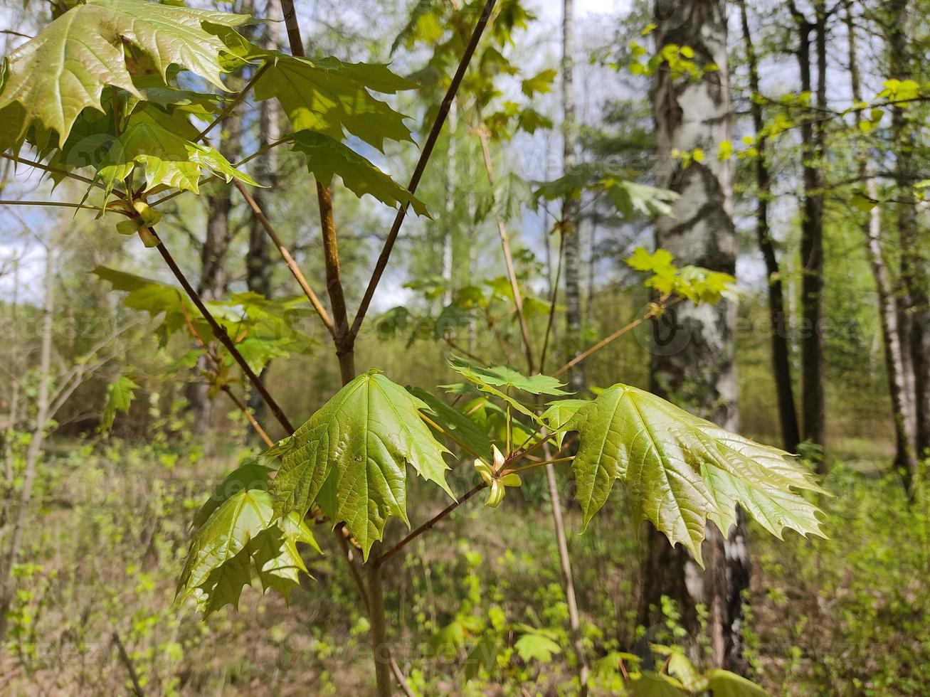 hojas jóvenes de arce en primavera. hojas verdes de un árbol contra el fondo del bosque y arbustos de mayo. foto