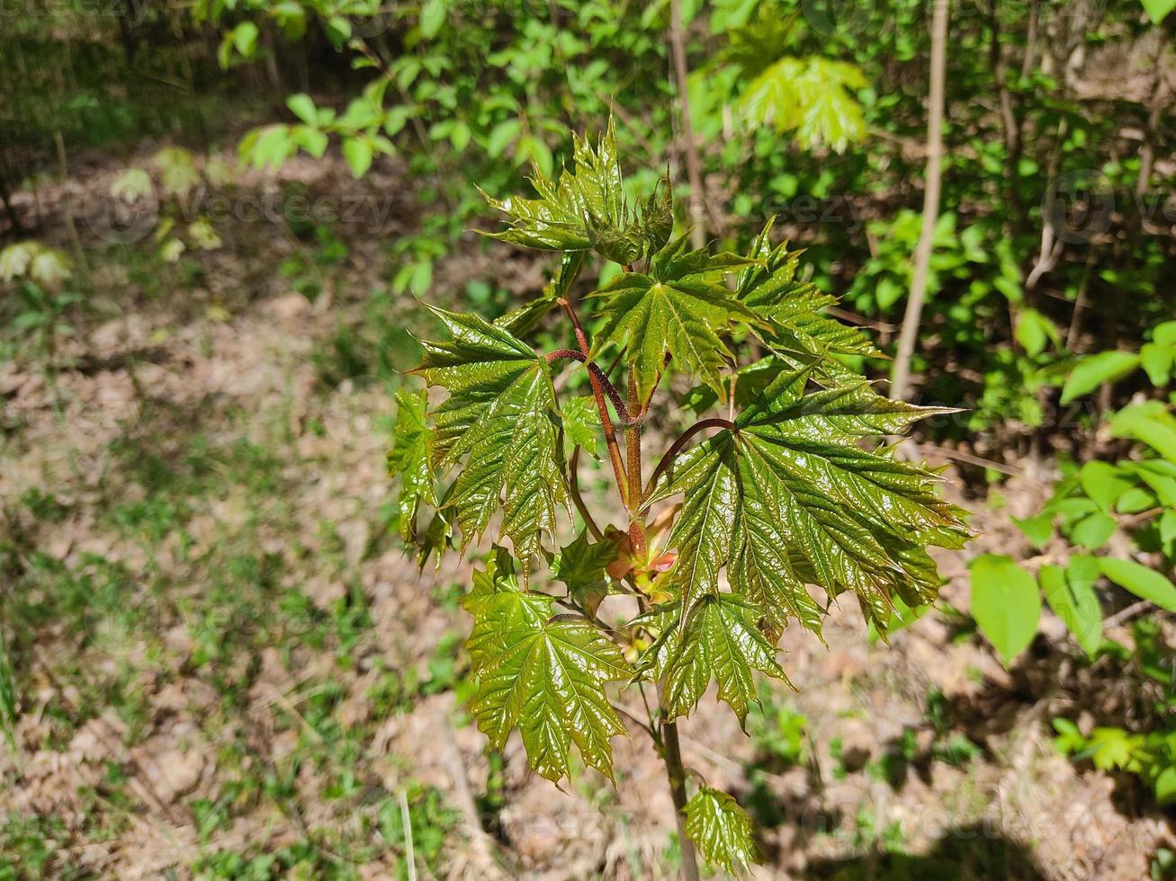 hojas jóvenes de arce en primavera. hojas verdes de un árbol contra el fondo del bosque y arbustos de mayo. foto