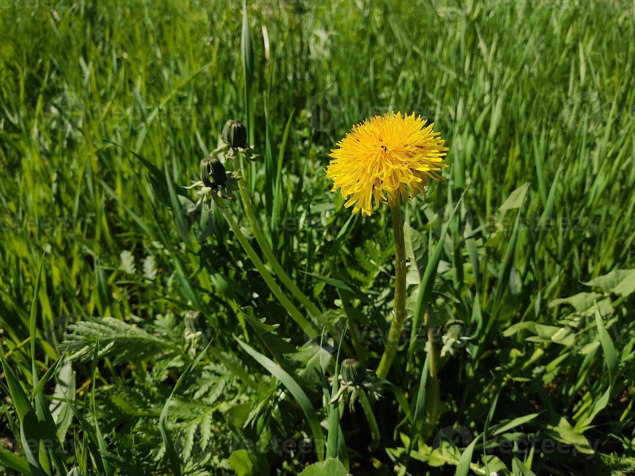 Yellow dandelions on a background of juicy, green grass. photo