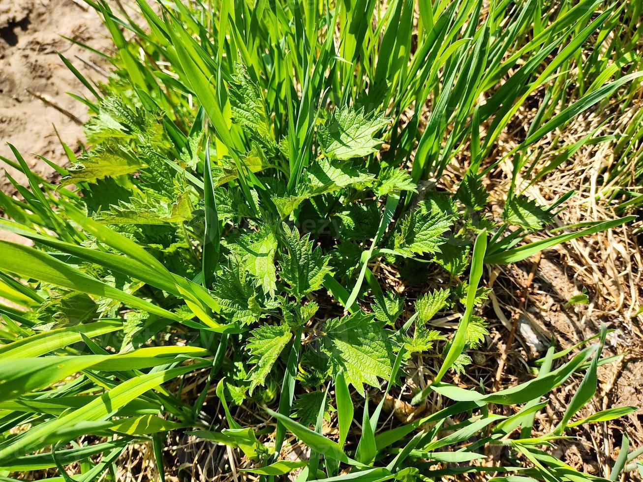 hierba verde jugosa, cuando hace sol. primeros verdes de primavera. foto