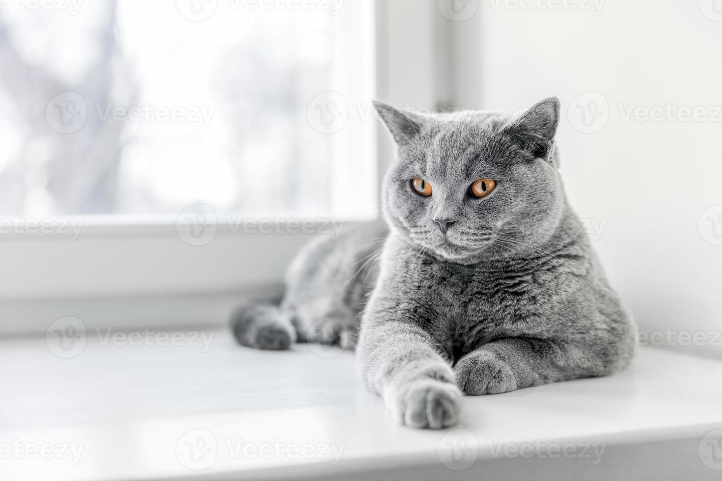 noble gato orgulloso acostado en el alféizar de la ventana. el británico de pelo corto foto